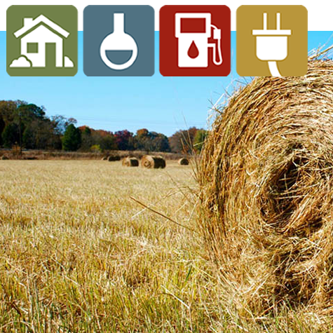 Rolled Switchgrass bales in field
