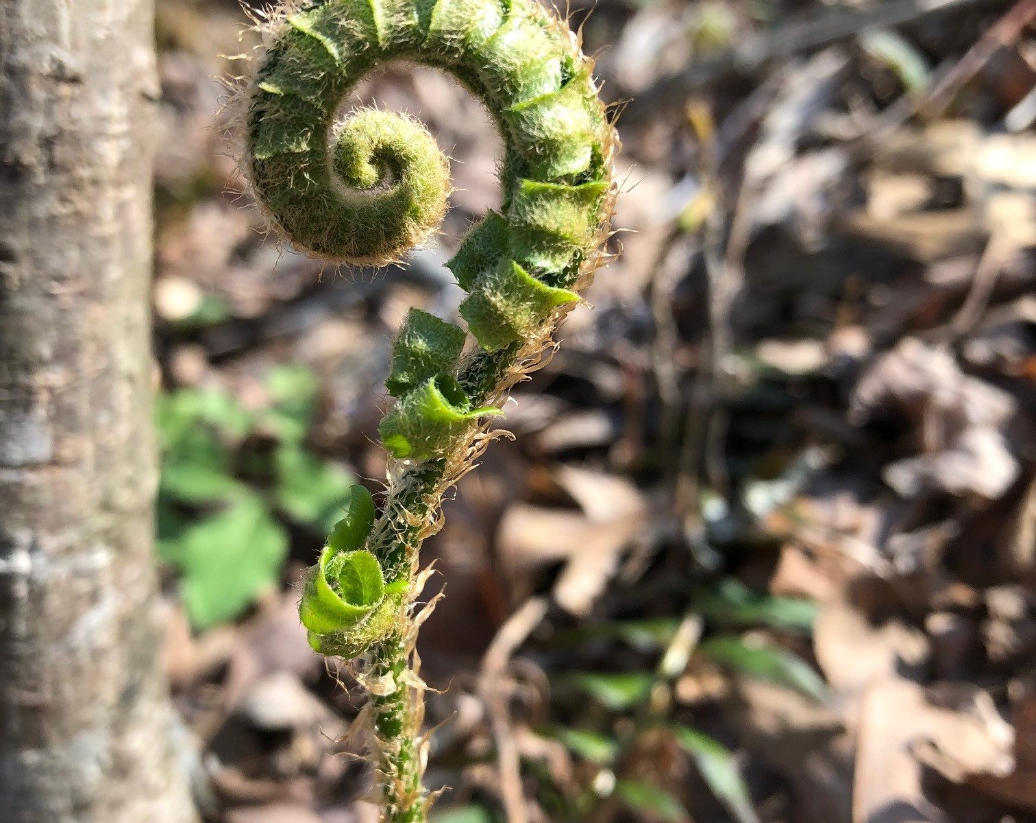 picture of a fern fiddlehead
