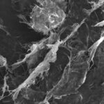 microscope image of cellulose fibers
